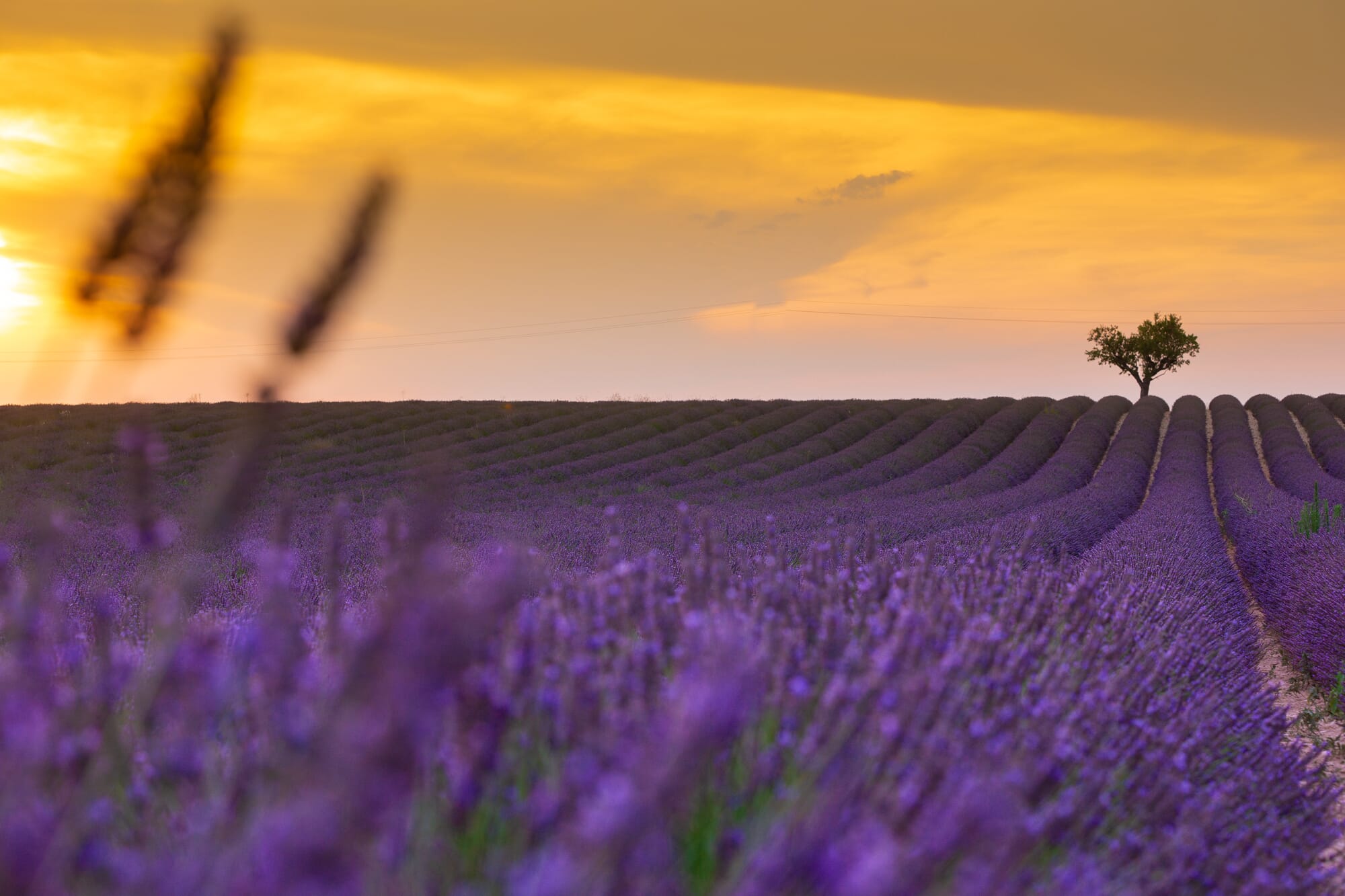 Fields of Italian Lavender | Perlier Italian Skincare